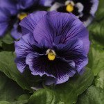 Віола Фрізлі Сізлі F1 синя (blue) /100 насінин/ *Pan American*