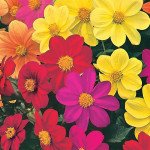 Жоржина Міньйон суміш /1.000 насіння/ *Hem Zaden*