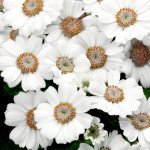 Перикаллис Венеция F1 белый /100 семян/ *Syngenta*