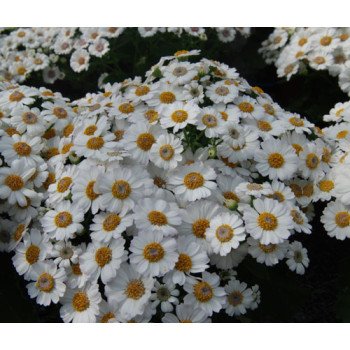 Перикаліс Венеція F1 білий /100 насінин/ *Syngenta*