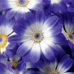 Перикаллис Венеция F1 делф блу виз ринг /100 семян/ *Syngenta*