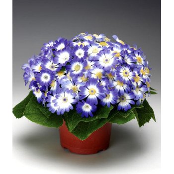 Перикаліс Венеція F1 делф блу віз ринг /100 насінин/ *Syngenta*