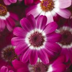 Перикаллис Венеция F1 розовый с ободком /100 семян/ *Syngenta*