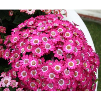 Перикаліс Венеція F1 рожевий з обідком /100 насінин/ *Syngenta*