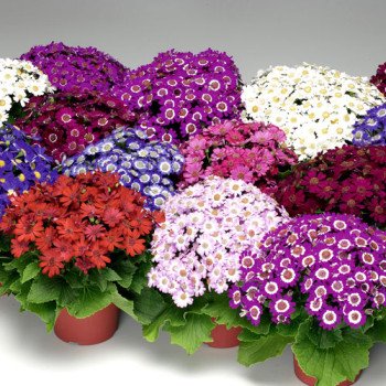 Перикаліс Венеція F1 суміш /100 насінин/ *Syngenta*