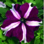 Петуния Ультра F1 кримсон /1.000 семян/ *Syngenta*