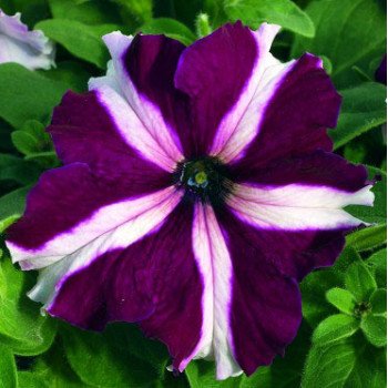 Петунія Ультра F1 кримсон /1.000 насінин/ *Syngenta*