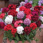 Гвоздика Самертайм смесь (mix) /2 г/ *Hem Genetics*