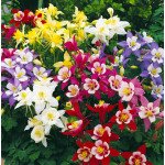 Аквілегія Орігамі F1 суміш (mix) /50 насінин/ *Syngenta*