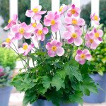 Анемона Пінк Саусер /100 насінин/ *Syngenta*