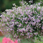 Бакопа Блутопія F1 лілова (lilac) /30 мультидраже/ *Pan American*