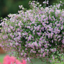 Бакопа Блутопия F1 лиловая (lilac) /30 мультидраже/ *Pan American*