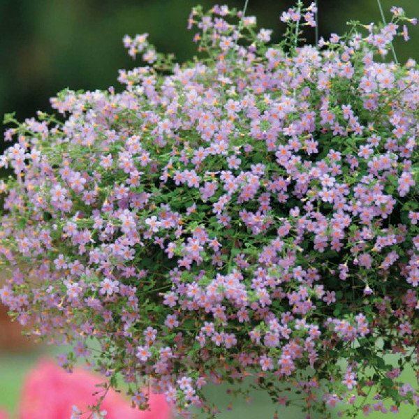 Насіння бакопи Блутопія F1 лілова (lilac) /30 мультидраже/ *Pan American*