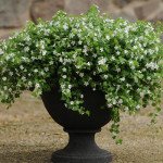 Бакопа Сноутопия F1 белая (white) /30 мультидраже/ *Pan American*