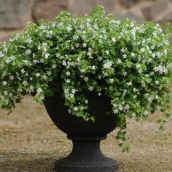 Бакопа Сноутопия F1 белая (white) /30 мультидраже/ *Pan American*