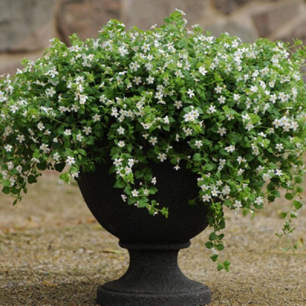 Семена бакопы Сноутопия F1 белая (white) /30 мультидраже/ *Pan American*