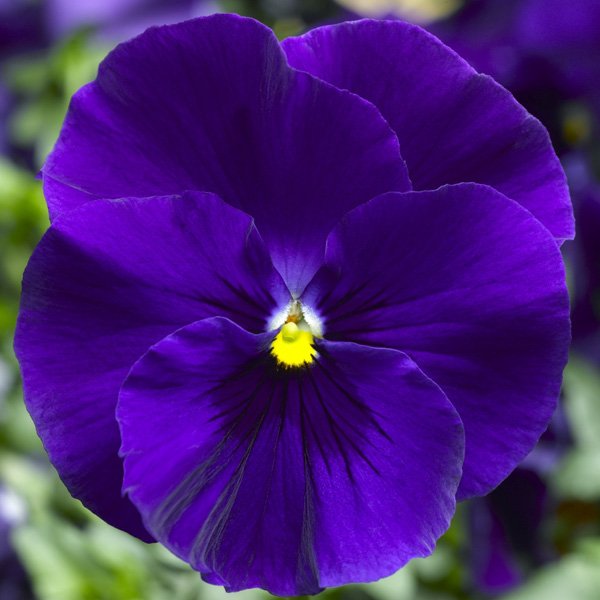 Насіння віоли Дельта F1 синя (blue) /100 насінин/ *Syngenta*