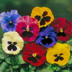 Віола Дельта F1 суміш з вічком (mix blotch) /100 насінин/ *Syngenta*