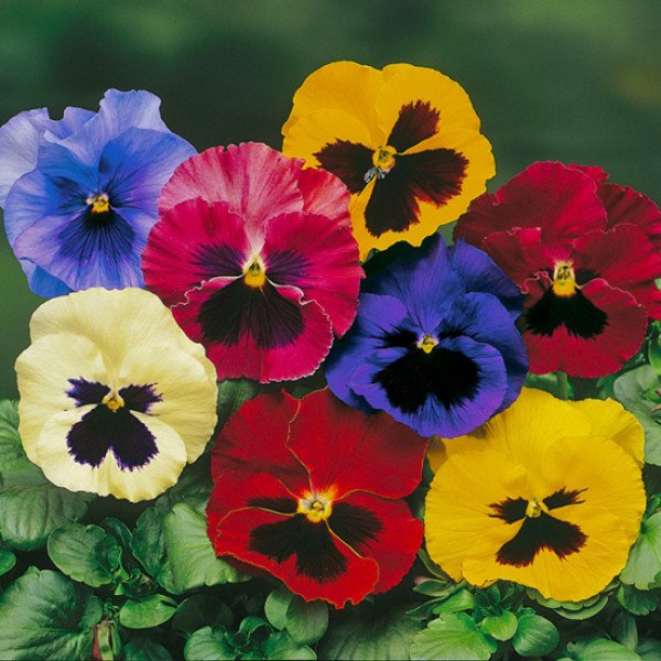 Насіння віоли Дельта F1 суміш з вічком (mix blotch) /100 насінин/ *Syngenta*