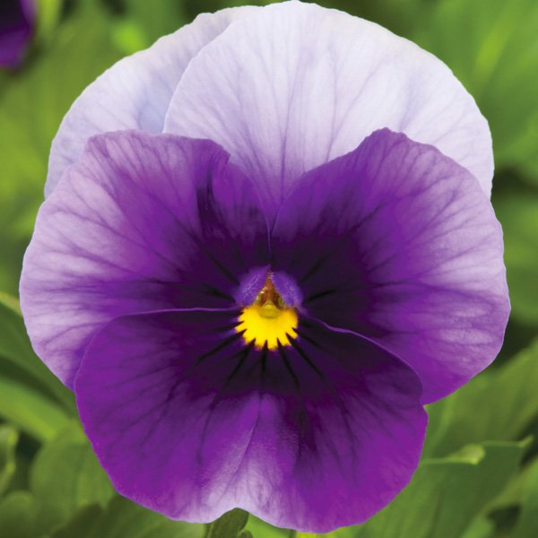 Семена виолы Пенни F1 беаконсфилд (beaconsfield) /100 семян/ *Syngenta*