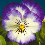 Виола Пенни F1 пурпурное пикоти (purple picotee) /100 семян/ *Syngenta*