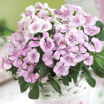 Гвоздика Диабунда F1 пинк перл (pink pearl) /100 семян (драже)/ *Syngenta*