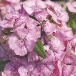 Гвоздика Диабунда F1 пинк перл (pink pearl) /100 семян (драже)/ *Syngenta*