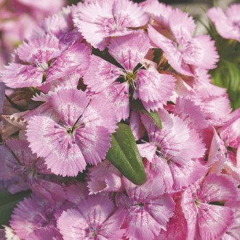 Гвоздика Диабунда F1 пинк перл (pink pearl) /100 семян (драже)/ *Syngenta*