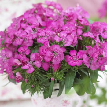 Гвоздика Диабунда F1 розовая (rose) /100 семян (драже)/ *Syngenta*