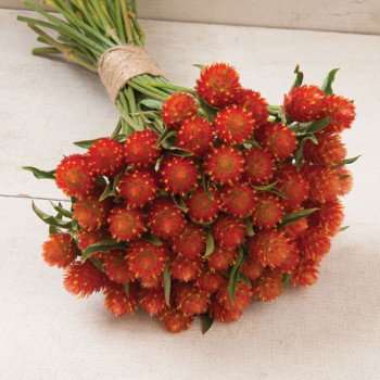 Гомфрена оранжевая /5 грамм/ *Hem Zaden*