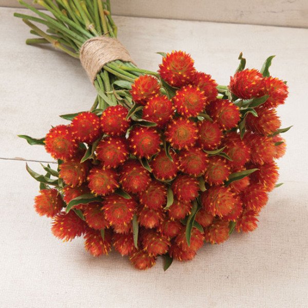 Насіння гомфрени помаранчева /5 грам/ *Hem Zaden*