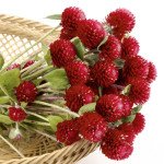 Гомфрена червона /5 грам/ *Hem Zaden*