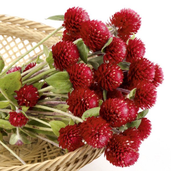 Семена гомфрены красная /5 грамм/ *Hem Zaden*