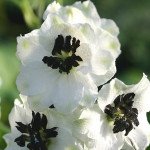 Дельфініум Магічний фонтан білий з темним вічком (white dark bee) /200 насінин/ *Benary*