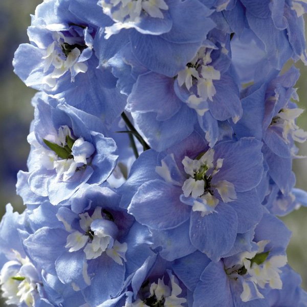 Семена дельфиниума Магический фонтан голубой с белым глазком (sky blue white bee) /200 семян/ *Benary*