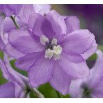 Дельфініум Магічний фонтан лавандовий з темний вічком /200 насінин/ *Benary*