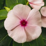 Катарантус СанШторм F1 абрикосовий (apricot) /100 насінин/ *Syngenta*