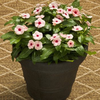 Катарантус Титан F1 абрикосовый /100 семян/ *Pan American*