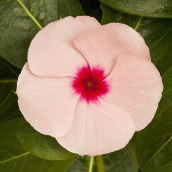 Катарантус Титан F1 абрикосовый /100 семян/ *Pan American*