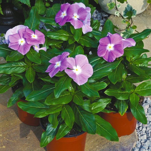 Насіння катарантуса Титан F1 лавандовий /100 насінин/ *Pan American*