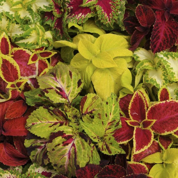 Насіння колеуса Візард суміш (mix) /100 насінин/ *Pan American*