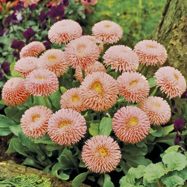 Насіння маргаритки Робелла лососева /1.000 насінин (драже)/ *Benary*