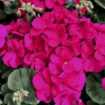 Пеларгония Мультиблум F1 фиолетовая /100 семян/ *Syngenta*