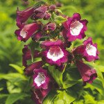 Пенстемон Арабеске F1 фиолетовый /50 семян/ *Syngenta*