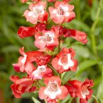 Пенстемон Арабеске F1 червоний /50 насінин/ *Syngenta*