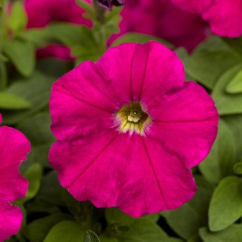 Петуния Пикобелла F1 карминовая (carmine) /200 семян (драже)/ *Syngenta*