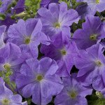 Петунія Селебреті F1 блакитна /1.000 насінин/ *Benary*