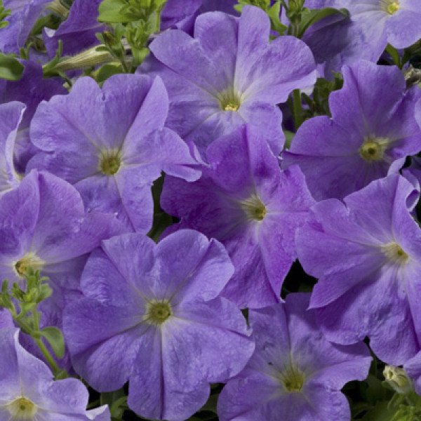 Насіння петунії Селебреті F1 блакитна /1.000 насінин/ *Benary*