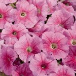 Петуния Селебрети F1 клубничное мороженое /1.000 семян/ *Benary*
