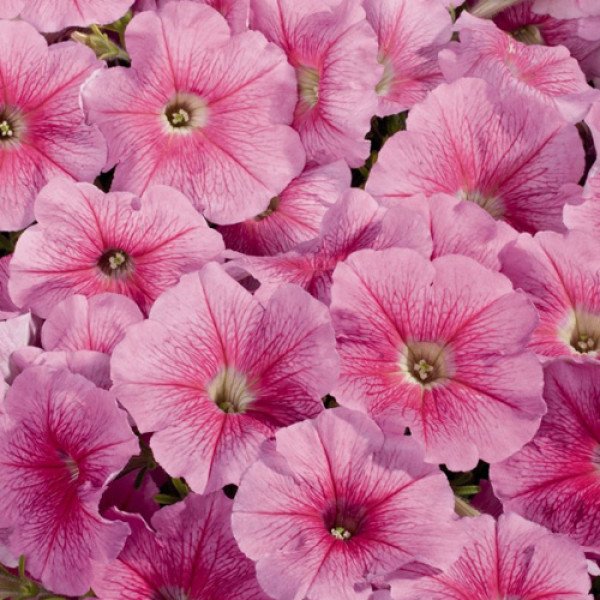 Насіння петунії Селебреті F1 полуничне морозиво /1.000 насінин/ *Benary*